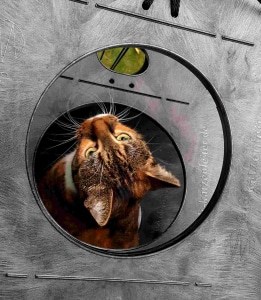 katzentreppe-katze-von-unten Katze kommt durch die Katzenleiter nach Hause