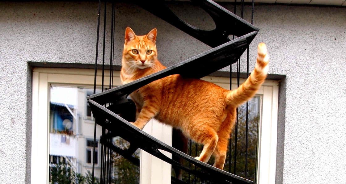 Produktbild von Falt-Katzenleiter.de