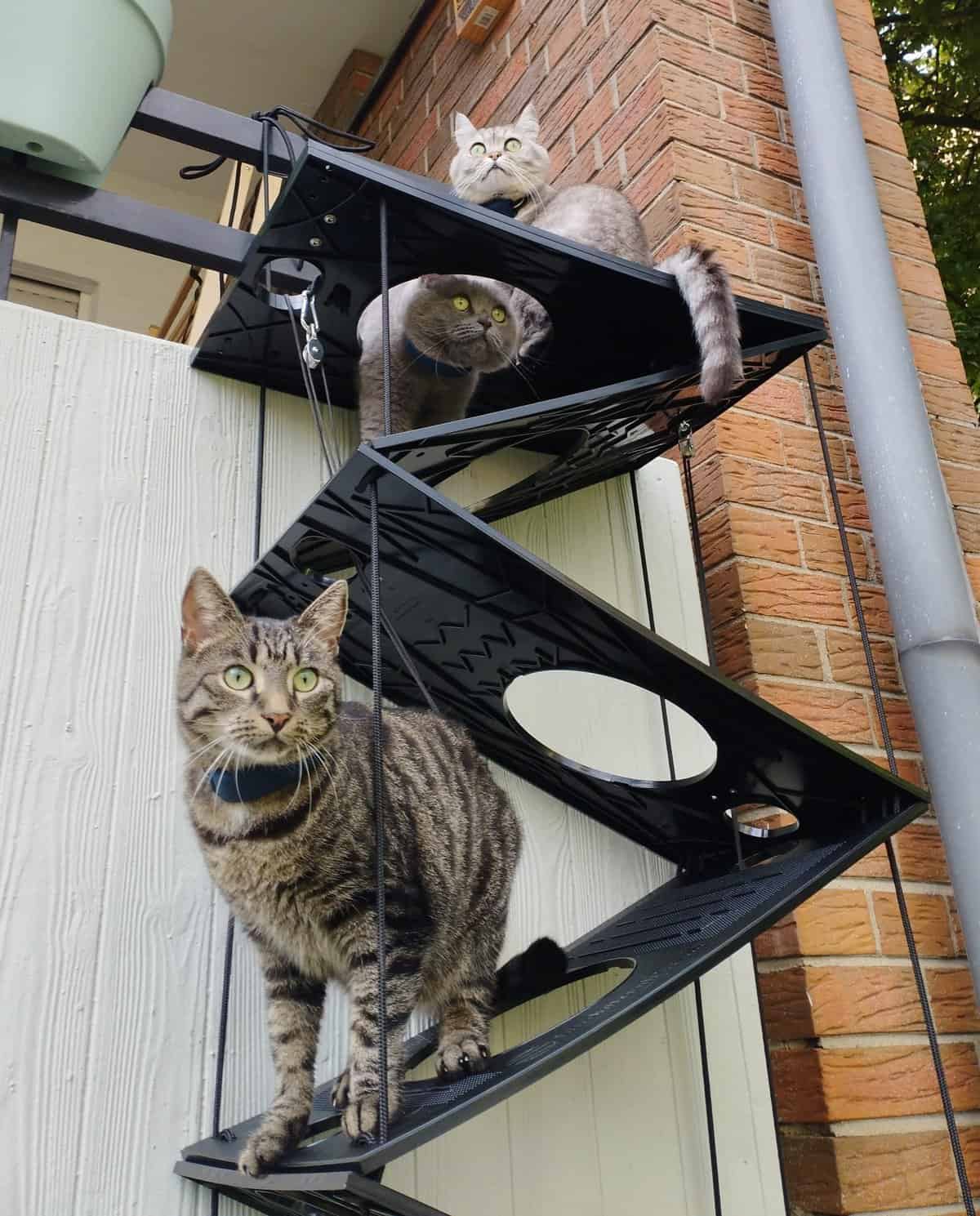 falt-katzentreppe-mit-3-katzen 3 Katzen gemeinsam auf der faltbaren Katzentreppe