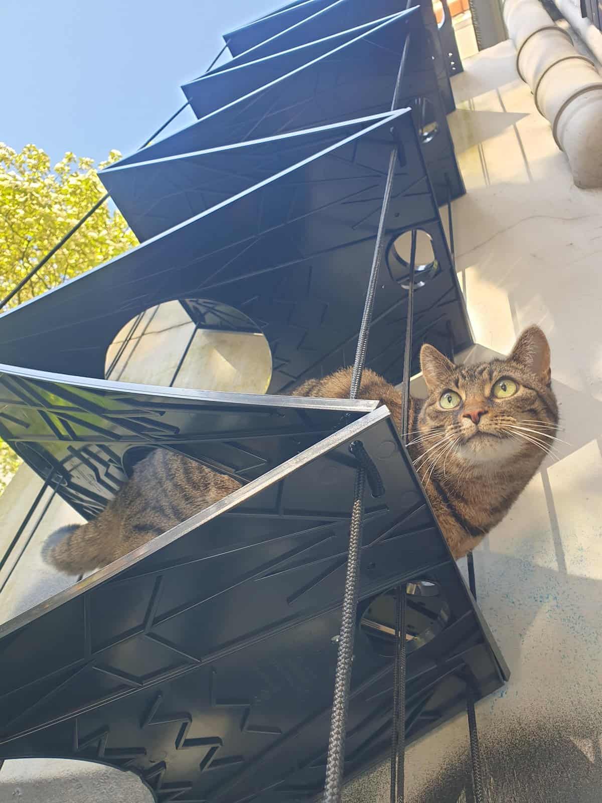 Hoehe_tolle_getigerte_Katze Katze beim Indoortraining auf der Katzentreppe