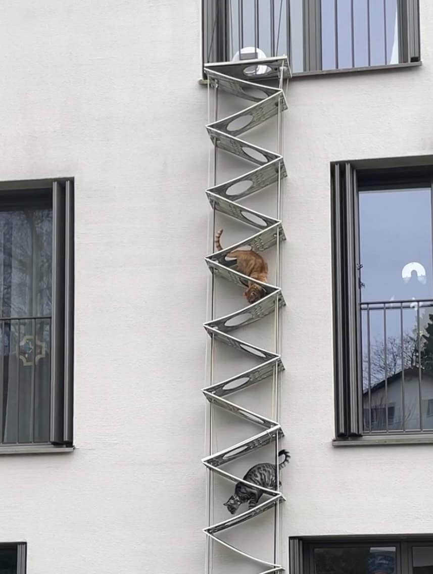Faltkatzenleiter_weiss_gestrichen Katze beim Indoortraining auf der Katzentreppe