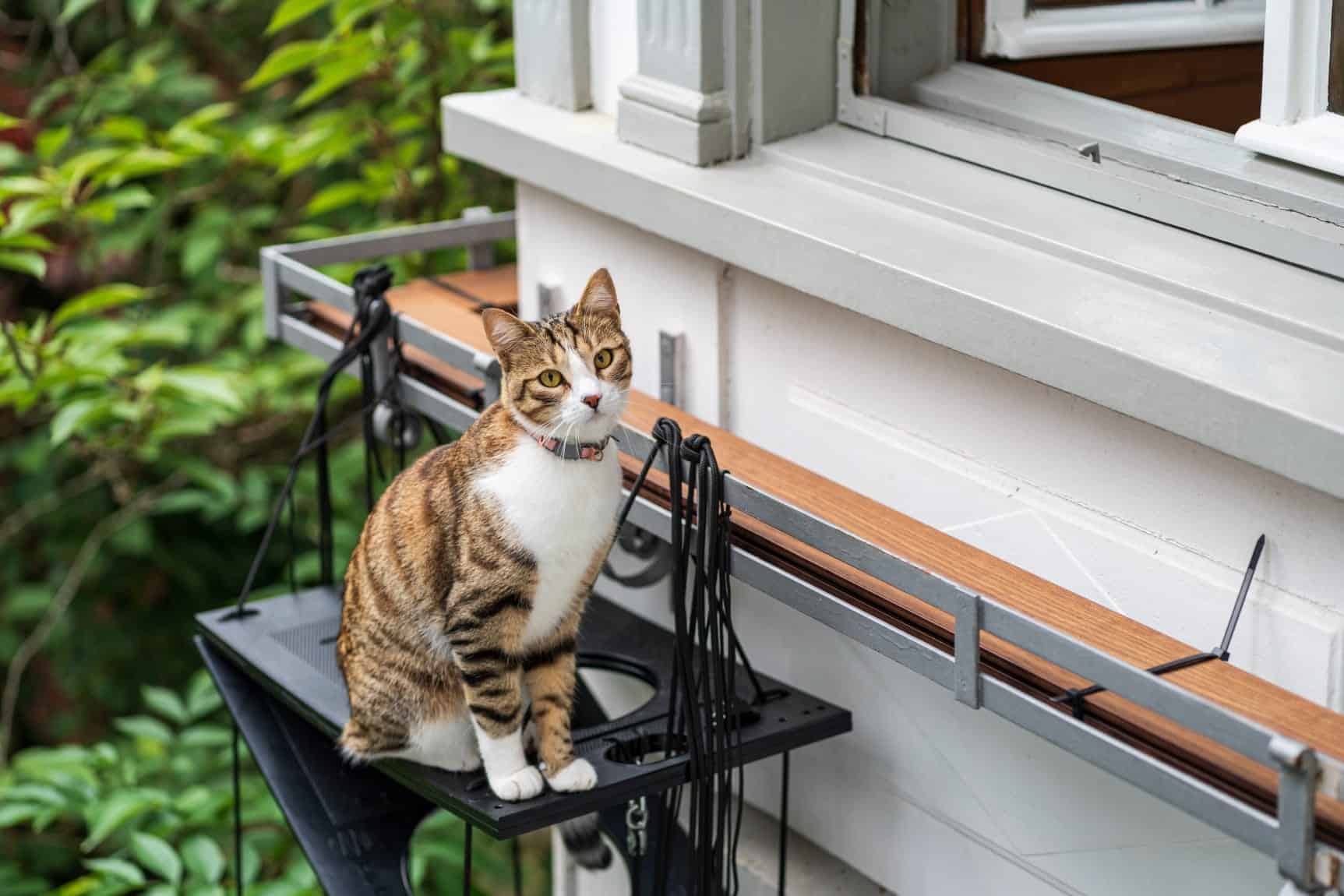 Aufhaengung_an_Fenstersims Katzenleiter, die an einem Fenstersims angebracht ist.