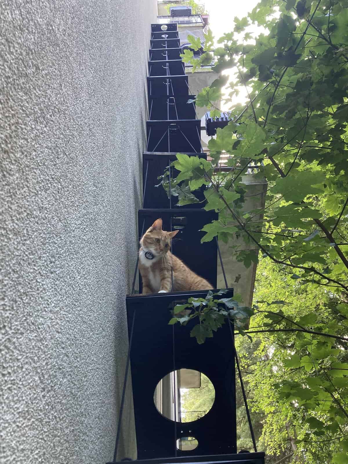 Sehr_lange_Falt-Katzenleiter Eine besonders lange Falt-Katzenleiter